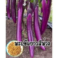 ราคา เมล็ดพันธ์ุมะเขือยาวสีม่วง ซองละ 100 เมล็ด (28471724269)