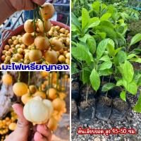 ราคา ต้นมะไฟเหรียญทอง (1 ต้น) ต้นเสียบยอด ผลดก รสชาติหวาน ความสูงต้นประมาณ 45-50 ซม. (23049783047)