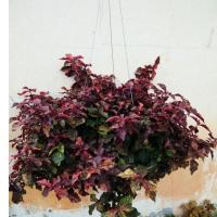 ราคา ต้นแดงชาลี มณีล้อมเพชร Aerva sanguinolenta ส่งทั้งกระถางแขวน (12323479913)