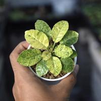 ราคา มะพร้าวทะเลทรายใบกลมด่าง สวยๆ Dorstenia foetida variegated (2943931896)