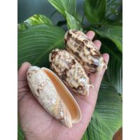 ราคา 1 ตัว เปลือกหอยเบี้ยเม็ดขนุนใหญ่ หรือหอยกระดุมเปลือกหอยสะสม ขนาด 7-8 CM ลายธรรมชาติ (4077041196)
