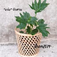 ราคา ตะกร้าใส่กระถางต้นไม้ กระถางต้นไม้ กระถางต้นไม้ ใส่ต้นไม้ แจ่มจักสาน (4238284387)