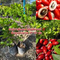 ราคา มิราเคิล ต้นไม้มหัศจรรย์ แท้ (23047657833)