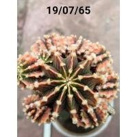 ราคา แคคตัส/ยิมโนด่าง/LB แท้ด่าง (19725178730)