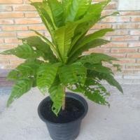 ราคา ต้นจิกเศรษฐีต้นใหญ่ สวยมากๆ (7433511549)