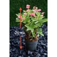 ราคา โป๊ยเซียนแคระ(ดอกชมพู) ดอกแน่นๆทุกต้น กระถาง 2" (21370387926)