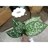 ราคา อโกนีมา ต้นมรดกโลกฟอร์มสวย (13213759489)