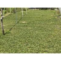 ราคา หญ้าไทเป หญ้าสนาม หญ้าจัดสวน 3 กก. 350 ส่งฟรี (10348162655)