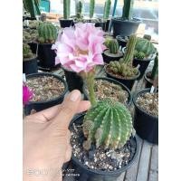 ราคา อิชินอปซิส อิชินอปแองเจิ้ล ดอกสีชมพูใหญ่มาก แคคตัส กระบองเพชร (7356220549)