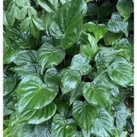 ราคา ต้นนางกวัก ไม่มงคล เรียกทรัพย์ กวักเงิน (12707399178)