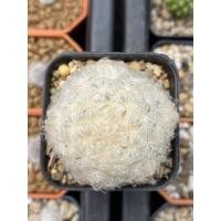 ราคา Mammillaria plumosa แมมขนนกขาว (13025599437)