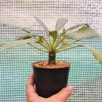 ราคา มะพร้าวทะเลทราย (ต้นที่ 1) Dorstenia (2753334009)