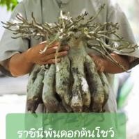 ราคา ชวนชมราชินีพันดอกเพาะเมล็ด (4836486931)