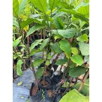 ราคา ต้นพุดเศรษฐีสยาม พร้อมปลูก เกิดการเสียหาย รับผิดชอบทุกกรณี (25813477745)