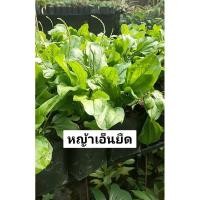 ราคา ต้นหญ้าเอ็นยืด ต้นผักกาดน้ำ ส่งพร้อมถุงขนาด6นิ้ว สมุนไพรไทยปลอดสาร (27322539470)
