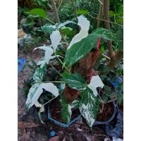 ราคา ต้นเงินไหลมาด่างขาว/ไหลมาด่าง (11156419412)