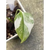 ราคา Monstera Deliciosa var Thai Constellation มอนสเตอร่าด่างไทยคอนสเตลเลชั่น มอนด่างไทยคอน (11119713161)