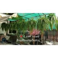 ราคา กระเช้าเฟิร์นระย้าไม้ประดิษฐ์ ขนาดกลาง60x100ซม.ต้นไม้เทียมเกรดเอ (16451962373)