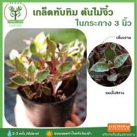 ราคา [ต้นไม้จิ๋ว] ต้นเกล็ดทับทิม พร้อมกระถางฟรี ขนาด3นิ้ว ไม้มงคล ต้นสูง 5-7 ซม.วางบนโต๊ะทำงานได้ (7040844794)