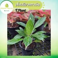 ราคา อโกลนีมา คฑาเงิน ไม้ประดับไม้ฟอกอากาศไม้มงคล (21194426423)