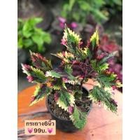 ราคา ต้นฤาษีผสม ต้นไม้มงคล (17413640911)