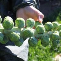 ราคา กะหล่ำดาวผลใหญ่ มาร์เต้ - Marte Brussel Sprouts F1 Seed (29555621326)
