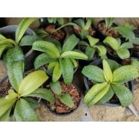 ราคา รวยไม่เลิกด่าง ไม้ด่าง รวยไม่เลิก (11439876228)