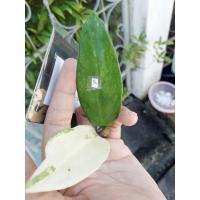 ราคา กวักมรกตด่างใบตัดสด❤ (9969503034)