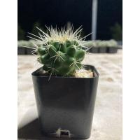 ราคา ต้นกระบองเพชร ถังทอง(Golden barrel cactus) (10625564134)