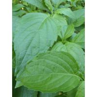 ราคา เมล็ดพันธุ์ใบยี่หร่า(แบบซองซิป)1000+เมล็ด (23586986625)