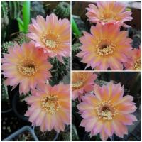 ราคา กระบองเพชร cactus โบลิเวียหน่อเด็ดสด Echinopsis RK21 สีใหม่สวยหวานๆ ขนาด 3 ซม.-4 ซม. #Echinopsis (18834878159)