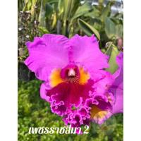 ราคา กล้วยไม้แคทลียา เพชรราชสีมา 2 กล้วยไม้ ต้นพร้อมให้ดอก แคทลียา ส่งตรงจากสวน มีเก็บเงินปลายทาง พร้อมส่ง (23961854064)