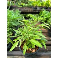 ราคา ต้นฆ้องสามย่าน ไม้อวบน้ำ จัดส่งพร้อมกระถางขนาด 5-6 นิ้ว (25507688671)