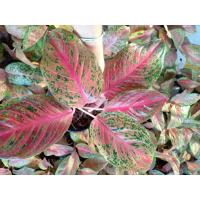 ราคา ต้นหลักทรัพย์(เศรษฐีมีทรัพย์) อโกลนีมาไม้มงคล กระถาง5-6"นิ้ว และ8นิ้ว (4394236947)