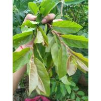 ราคา ใบมะเม่าหรือยอดส้มเม่า ทำอาหารได้ สรรพคุณเยอะ (200 กรัม) (24335289625)