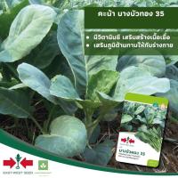 ราคา คะน้า พันธุ์บางบัวทอง 35 ศรแดง 4,000เมล็ด (1956682119)