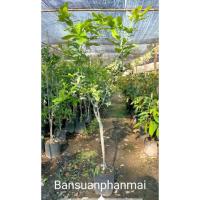 ราคา ต้นมะกรูดไร้หนาม ต้นทาบกิ่ง สูง 1.3-1.5 เมตร (27279143691)