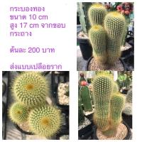 ราคา กระบองทอง (Parodia leninghausii) แคคตัส กระบองเพชร (14429883228)