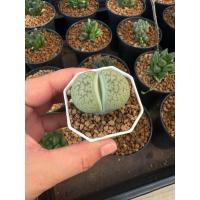 ราคา ไลทอป กระถาง 2“ ไลทอปแคคตัส (3) (52501495608)