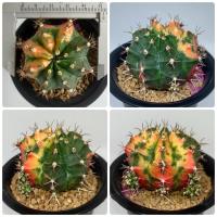 ราคา ยิมโนด่าง แคคตัส Gymnocalycium variegated cactus แคคตัส กระบองเพชร (8429991345)