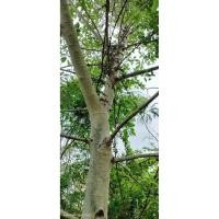 ราคา กิ่งมะเดื่อชุมพร จำนวน 10 กิ่ง (40802948963)