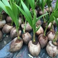 ราคา 1 ต้นหน่อ ต้นมะพร้าวกะทิน้ำหอม พันธุ์ต้นเตี้ย (5867825521)