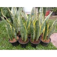 ราคา ต้นลิ้นมังกรด่างขอบเหลือง ในกระถาง 5 นิ้ว สูง 25 - 50 เซนติเมตร 1 กระถางมี 3 ต้น ไม้ฟอกอากาศ (29981051686)