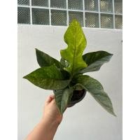 ราคา โชคเก้าชั้น โชคเก้าชั้นด่างชมพู (22989442991)