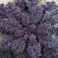 ราคา 3,100 เมล็ด เคลใบหยิกสีแดง (10 กรัม) (20841843274)