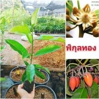 ราคา ต้นพิกุลทอง ต้นไม้มงคล ดอกหอม ดอกมีสรรพคุณทางยา ต้นกล้าเเข็งเเรงพร้อมปลูก สินค้าเสียหายยินดีเคลมฟรี (21693024862)