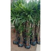 ราคา ต้นจั๋งไม้มงคล ต้นจั๋ง(ราคาต่อ1ต้น) (24278478807)