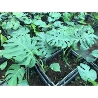 ราคา Monstera (ต้นมอนสเตอร่า)ไม้ฟอกอากาศ ราคาถูก รากเน้นๆ (4044570280)