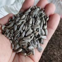 ราคา เมล็ดต้นอ่อนทานตะวันงอก เมล็ดพันธุ์ทานตะวัน เมล็ดทานตะวัน (sunflower sprout seed) (1450530706)