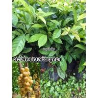 ราคา มะไฟหวานเหรียญทองเสียบยอด#1ชุด2ต้น199บาท 1-2ปีติดผล สูง50-60เซน ผลดกมี เนื้อหวานอมเปรี้ยว (29487781100)